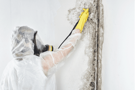 Mold_Removal